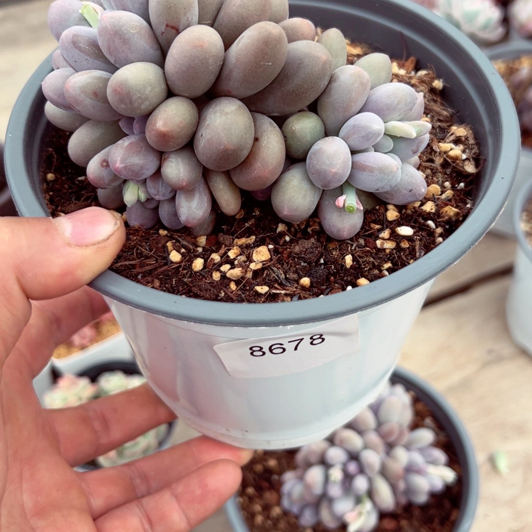 8678群生汤圆多肉