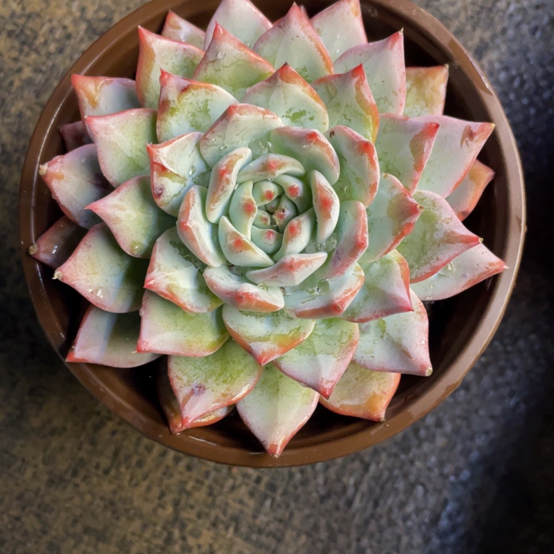 ****宁多肉植物盆栽多肉植物