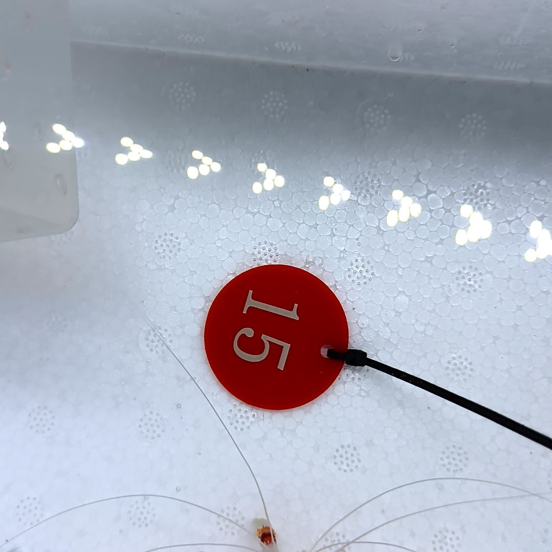 海水鱼美人虾/虾蟹缸15