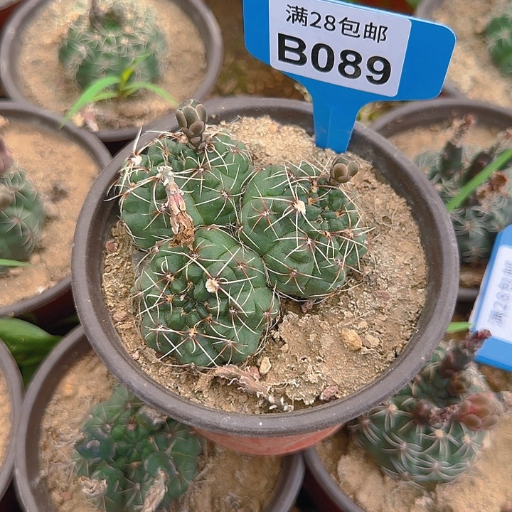 089 实生播种，折磨瞎3公分左右