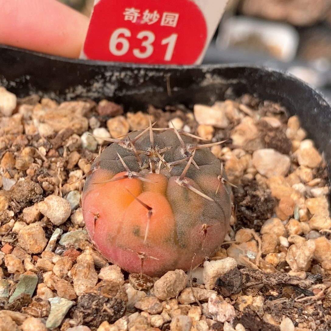 怪龙锦一颗仙人球2.1cm