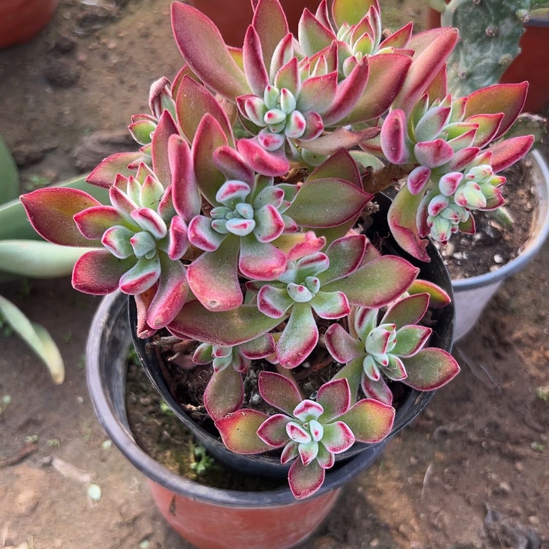 甜***麻多肉植物锦晃星群