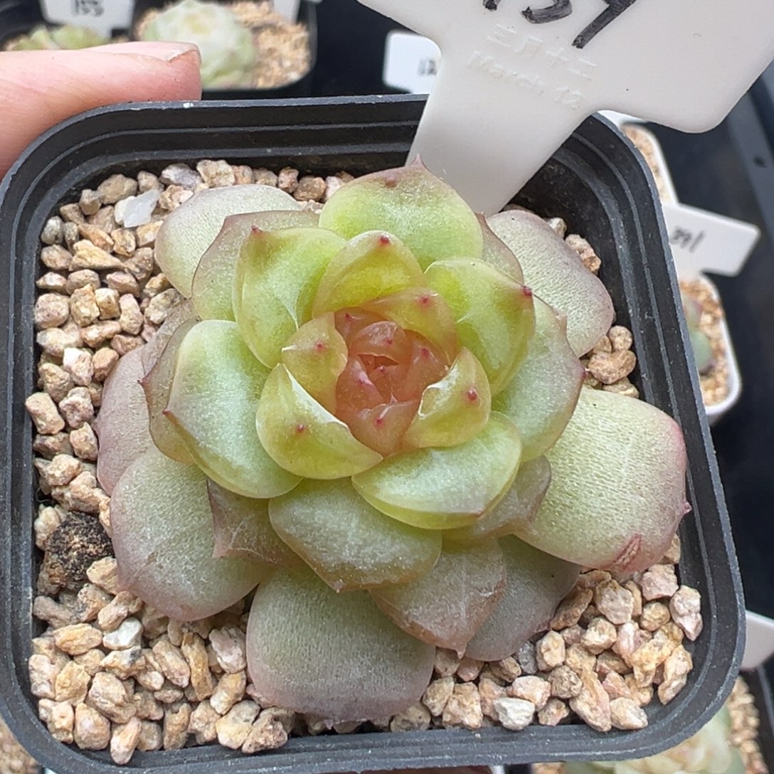 159号宫花系列冷弦