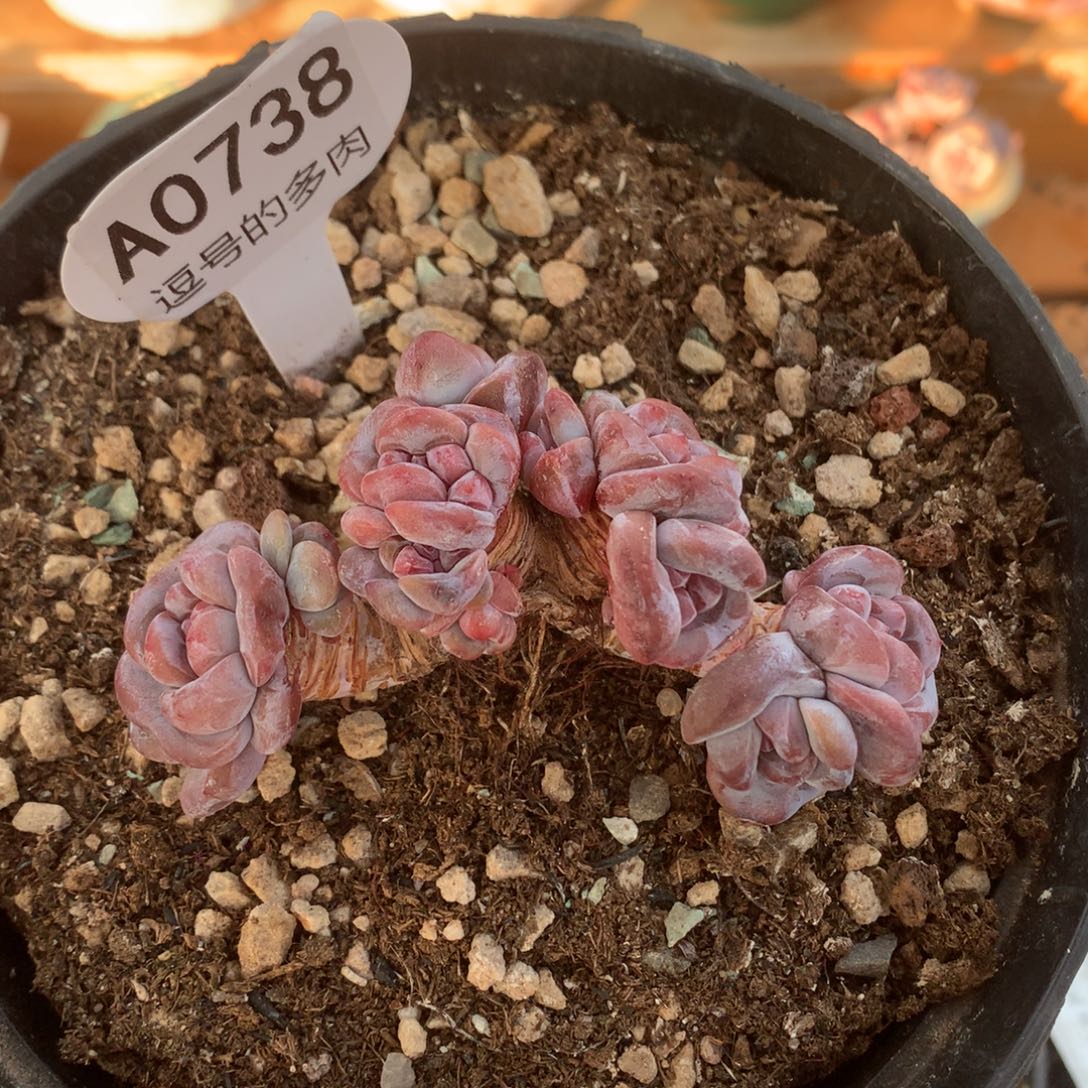 A0738 突尼斯老桩 自然群 