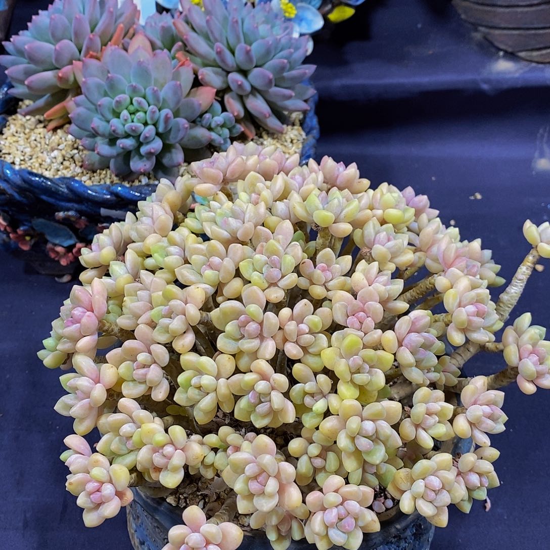 烧***球B227奶酪蛋糕多肉发货