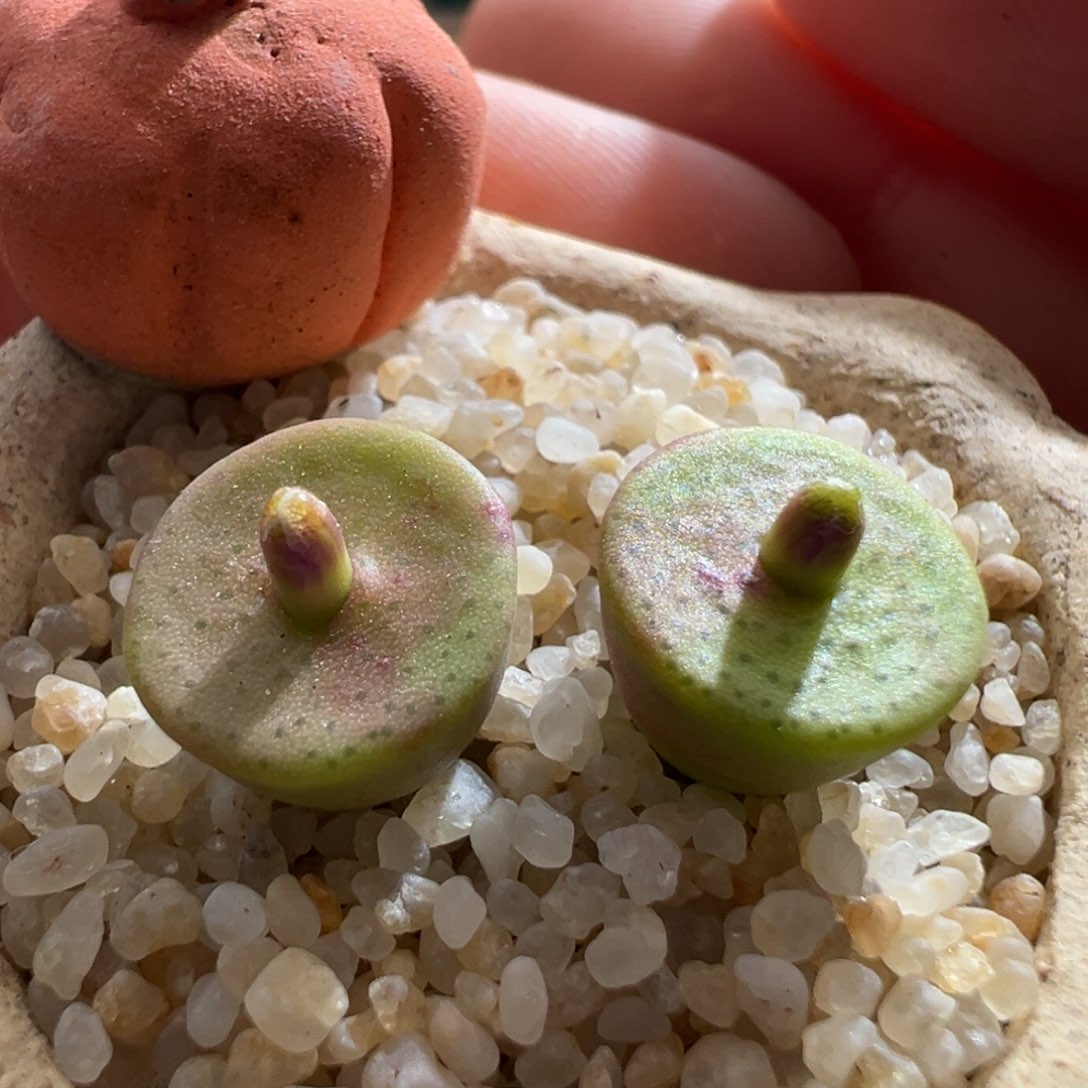 772。青蛙种源大型金币纽扣开花母本两颗