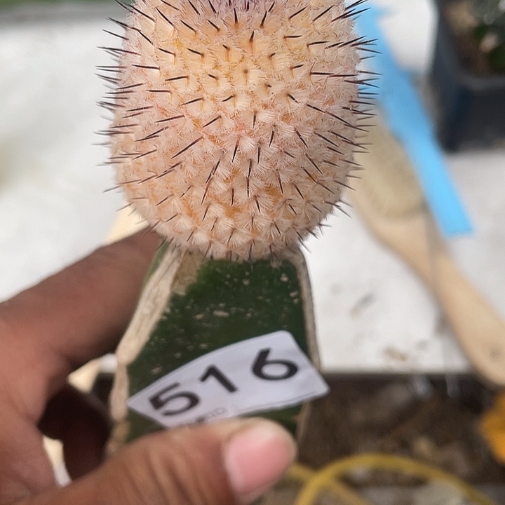 仙人球516直敕佩勒