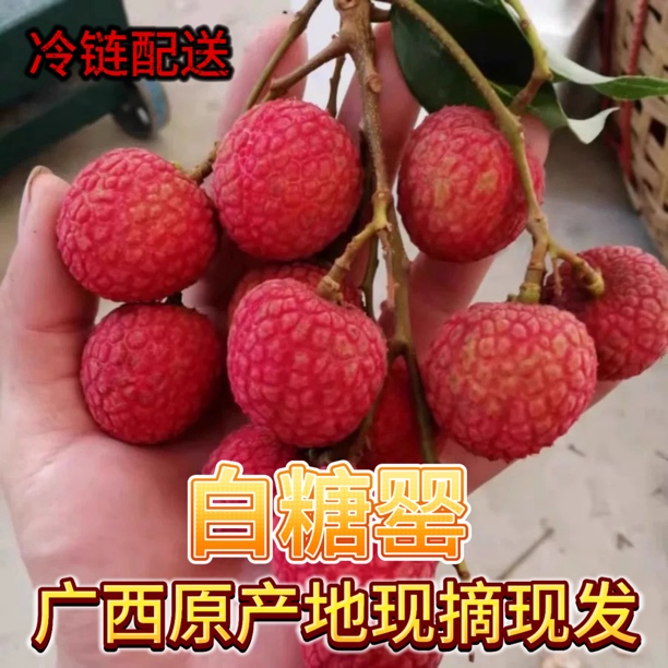 【冷链配送】广西老树白糖罂荔枝原产地自家果园现摘现发