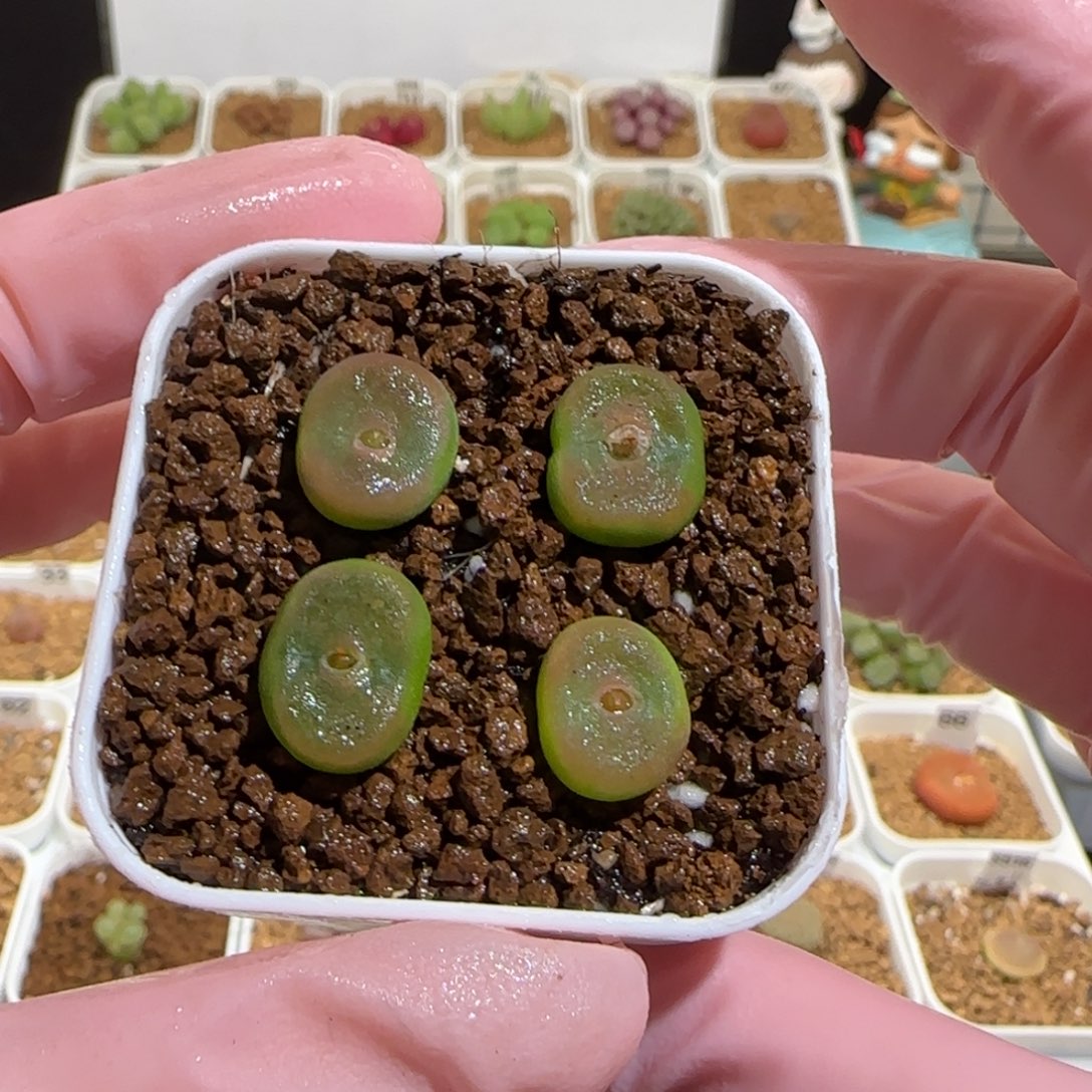 肉锥多肉植物组合-水晶鞋一盆422