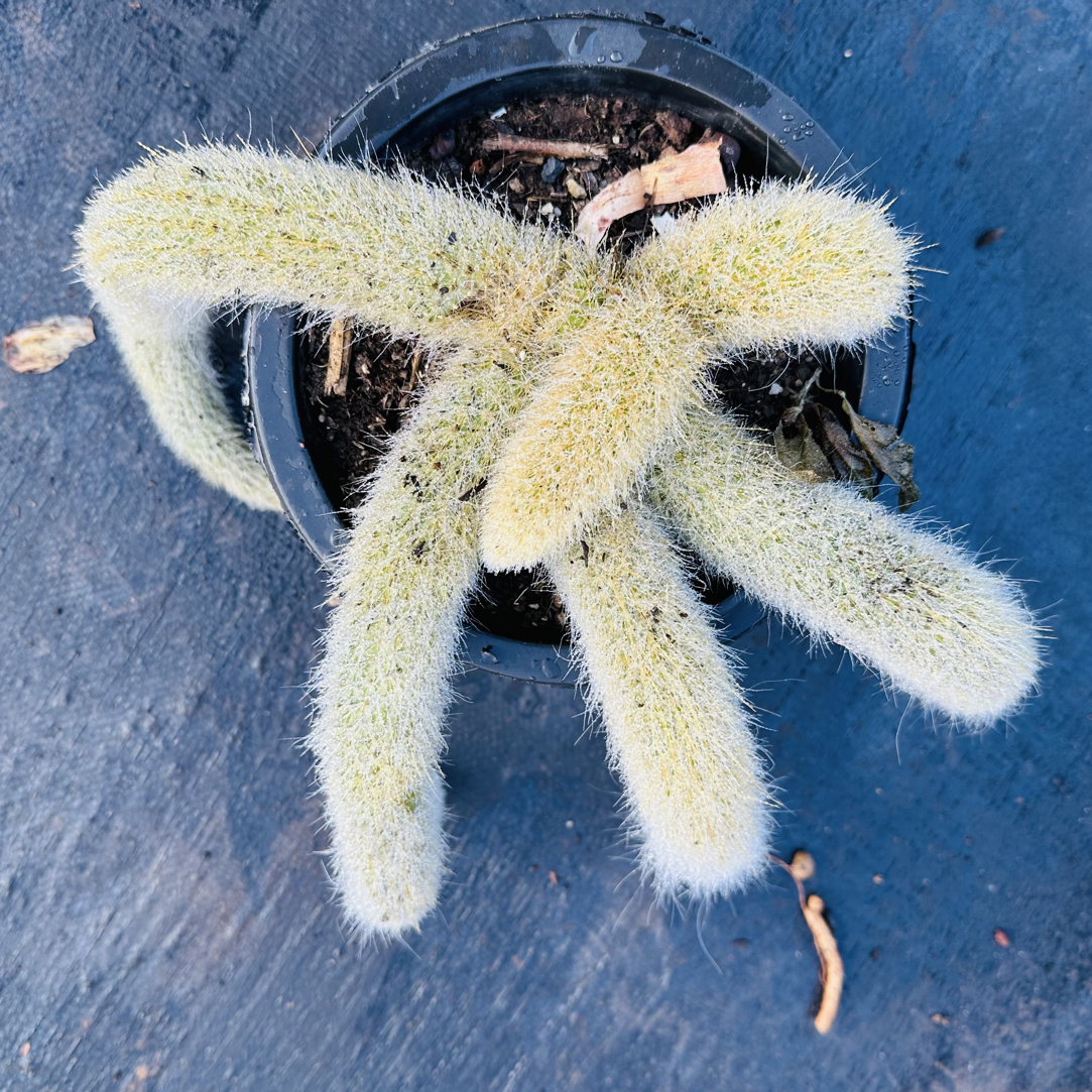 九尾狐  波妞精品多肉植物