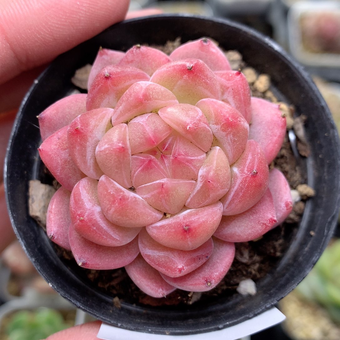 ?***茶R40 ，柿子多肉20包邮