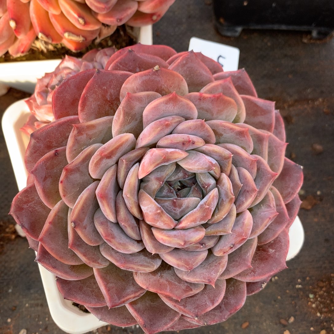 2115新年快乐发发发