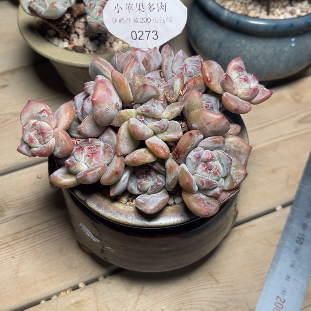 a***姐绿底紫心273/14cm11头