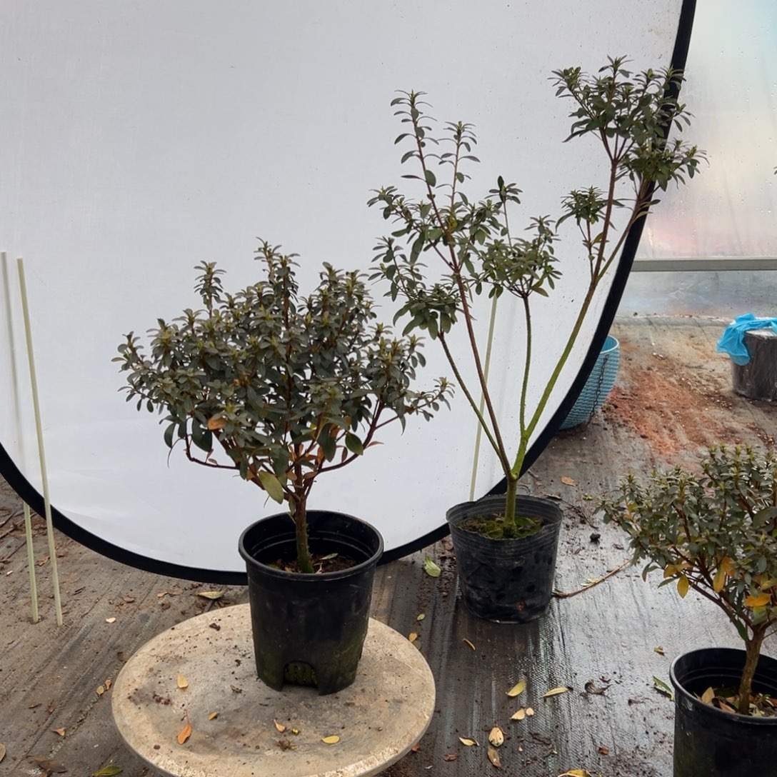 可***群完全开放小菊之舞