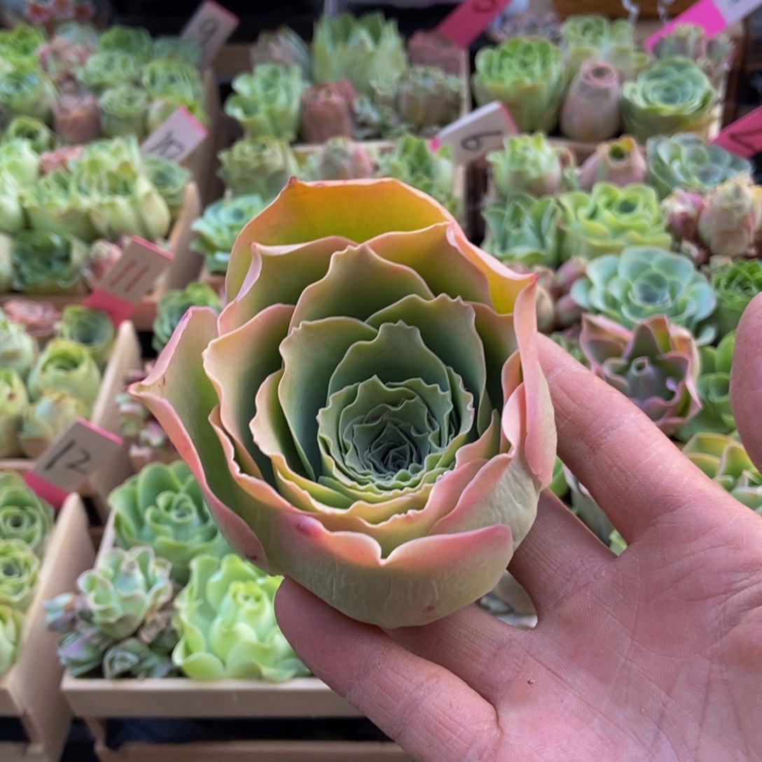 别***恙山地玫瑰多肉植物花卉67蕾丝雨丝