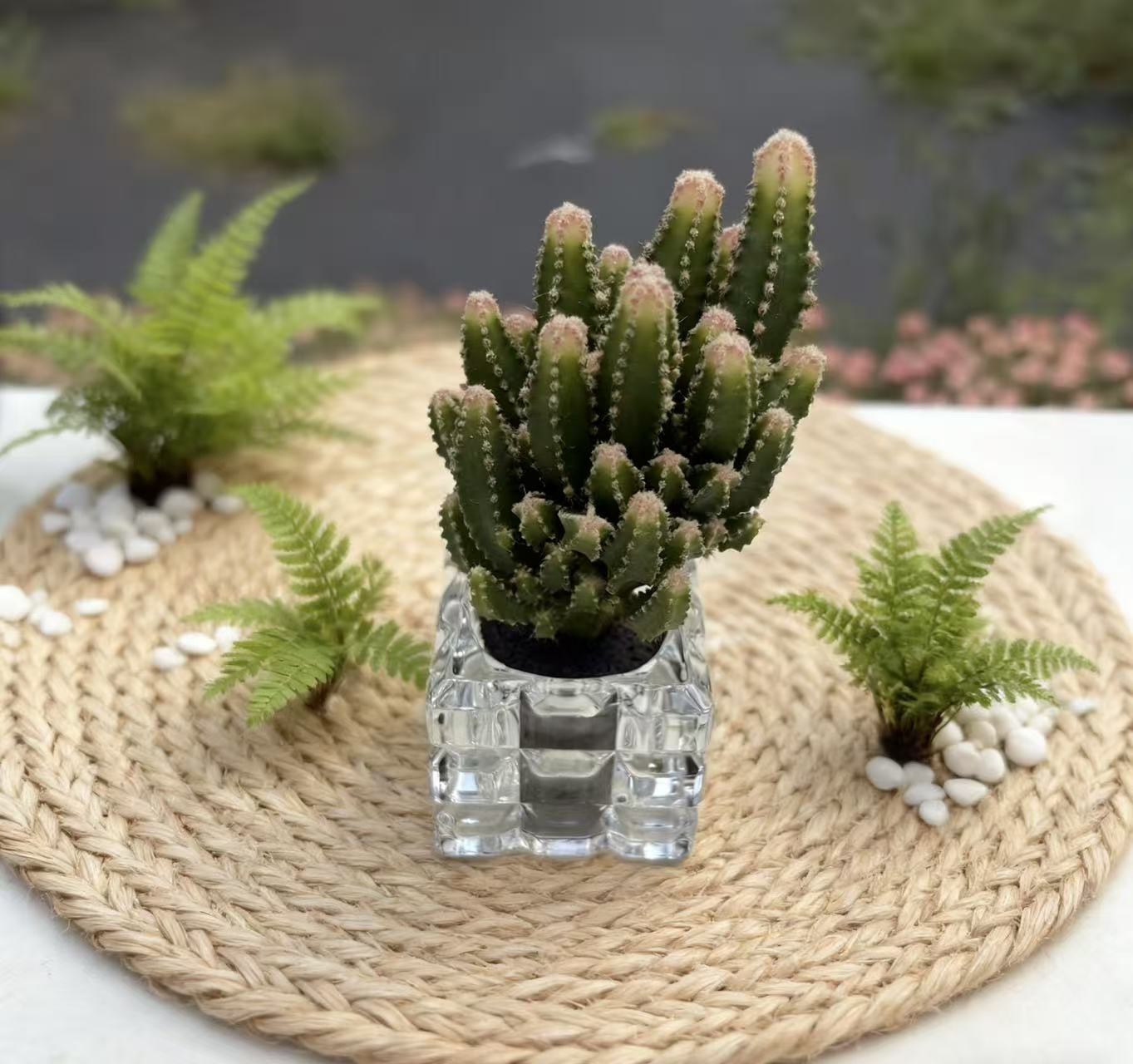 海市蜃楼 无土栽培多肉好看好养含水晶杯室内室外阳台办公室