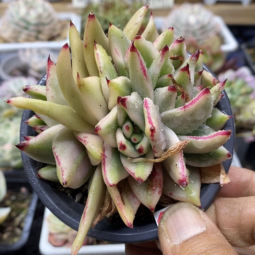 3196 艾克魂宽锦自然群