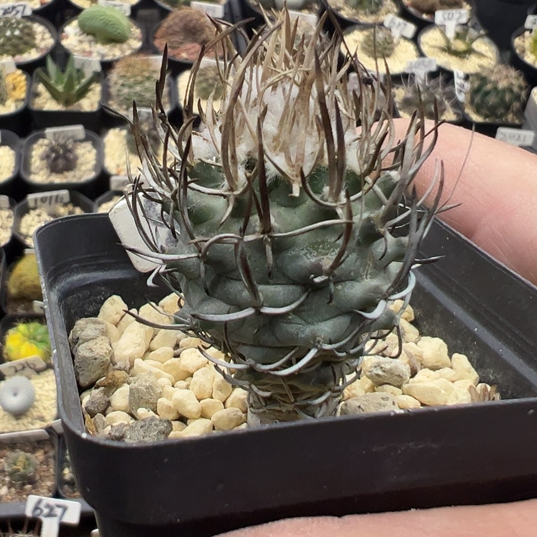 860黄龙丸娇丽实生仙人球