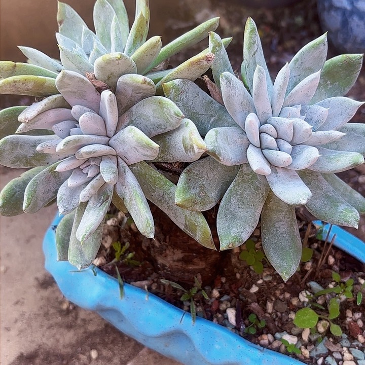 仙女杯多肉植物盆栽