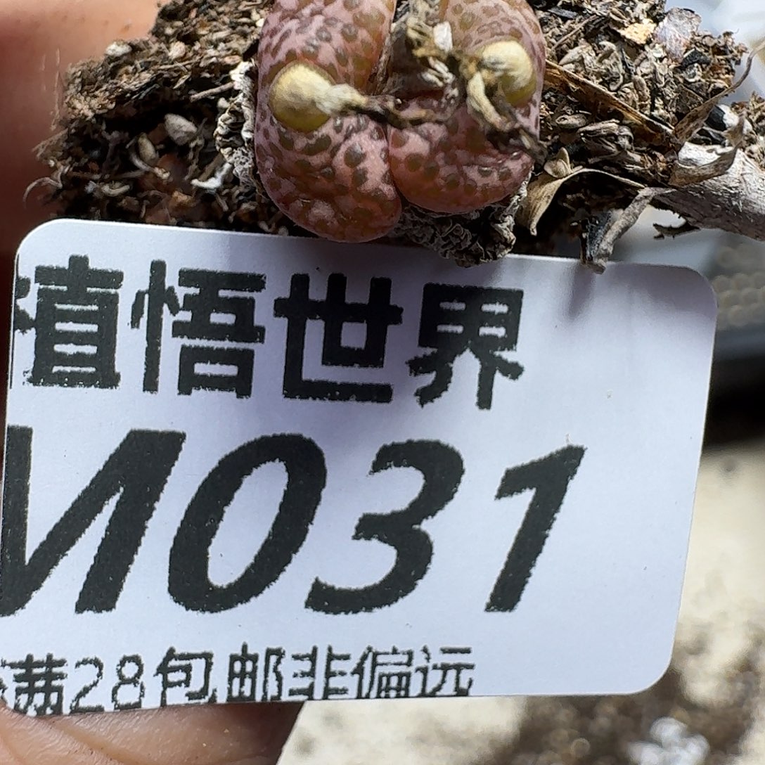 多肉植物的人啊fgb