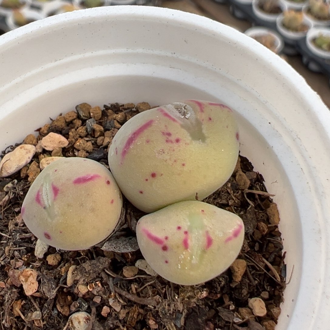 p****e63多肉植物百科知识