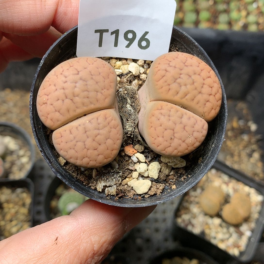 ✨*✨T196多肉植物保护