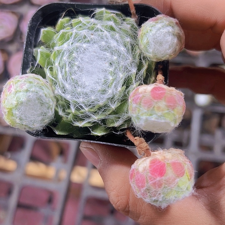 蜘蛛卷精品多肉植物大战