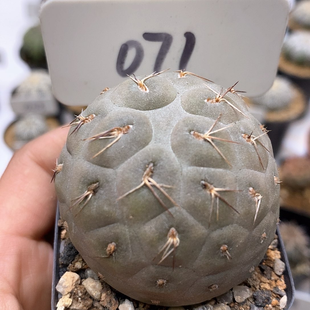 开播特价来了福利多多