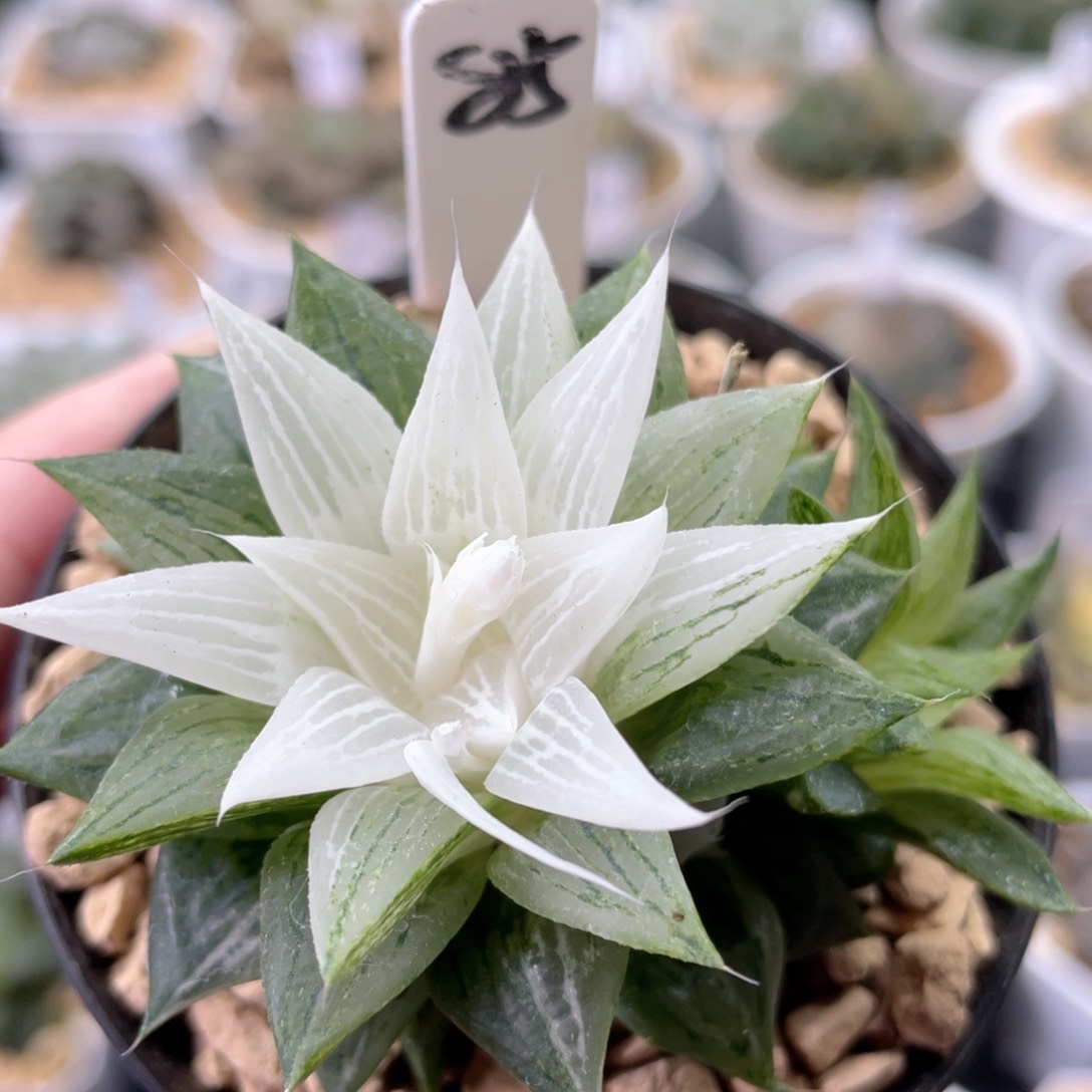 85元祖冰沙糖锦。         