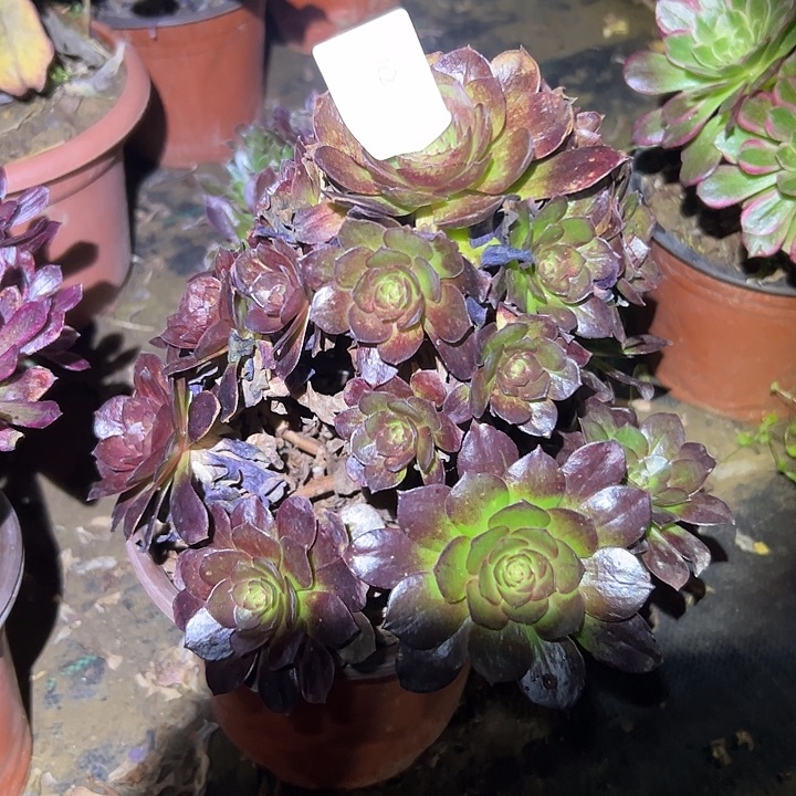 $****&多肉法师植物链接102