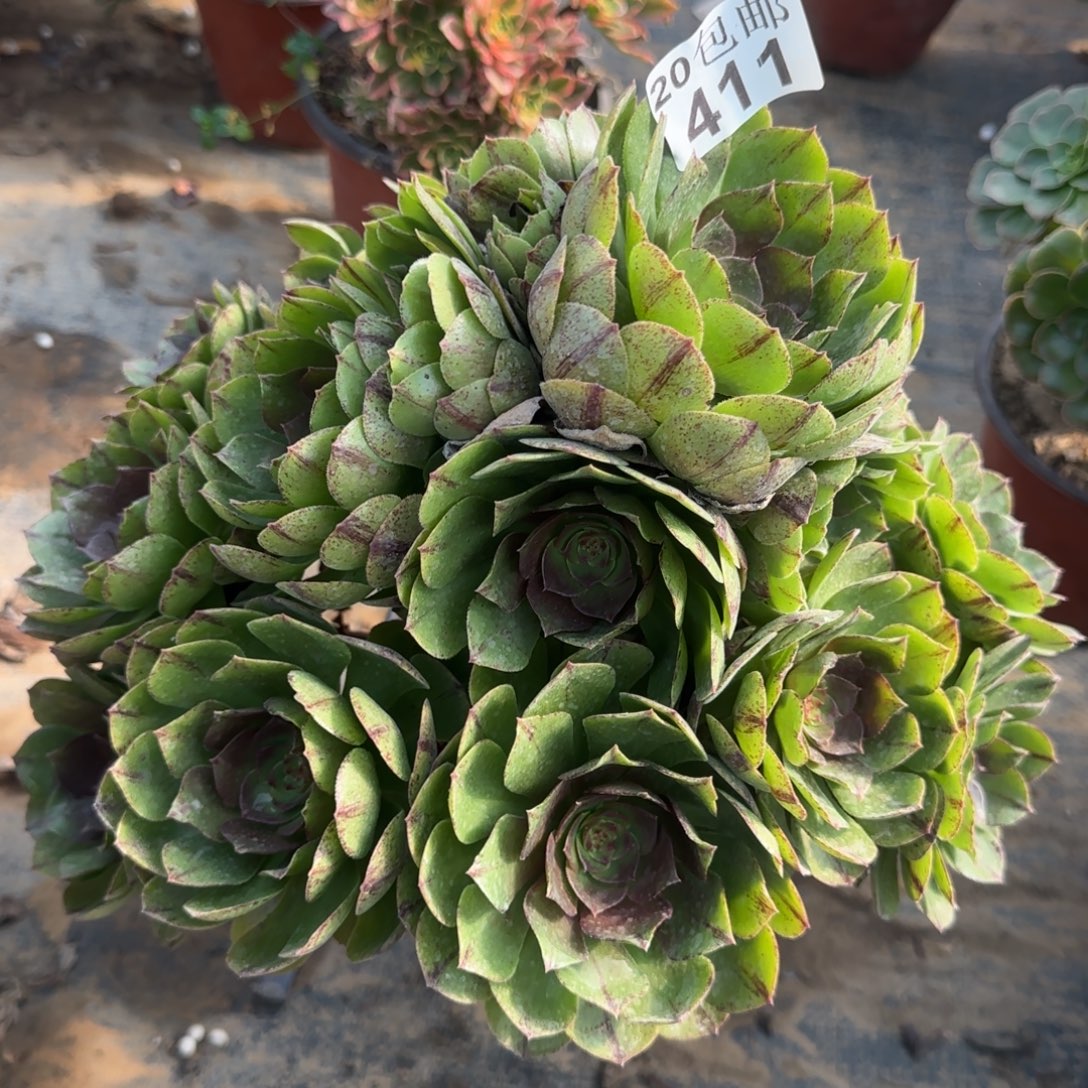 万拉丝411满20包邮断枝不包