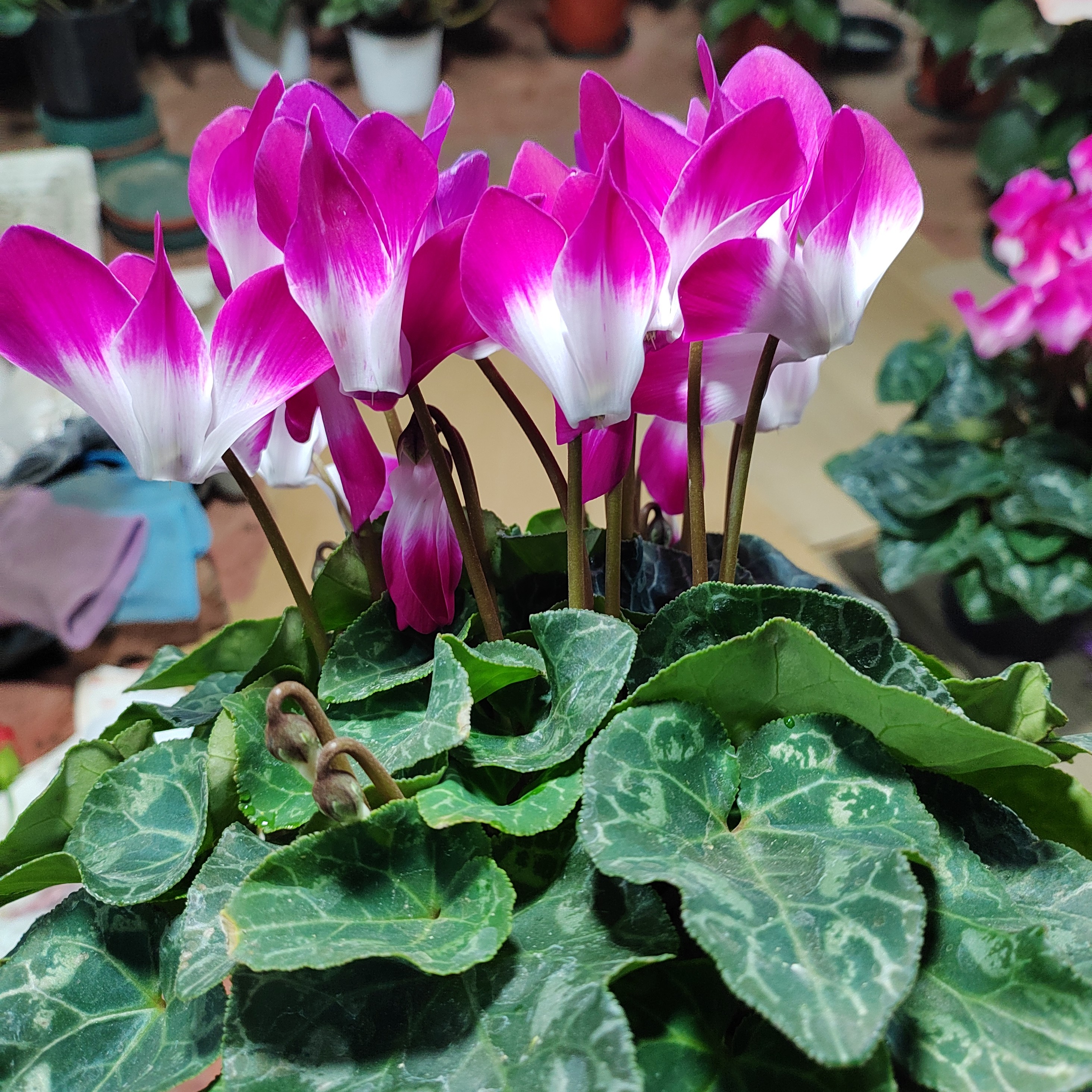 精品紫红荷花音韵卡23号链接，13厘米盆径四季开花耐高温好养活