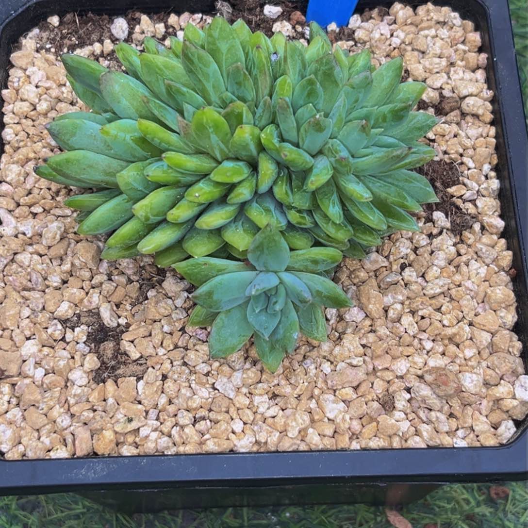 1527下午多肉植物群生