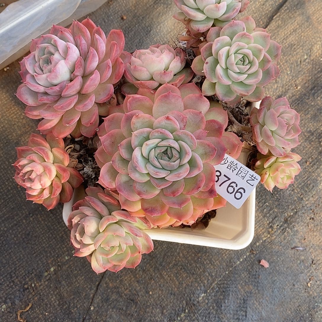 心***语3766散群掉头杆子有瑕疵不售后～18厘米