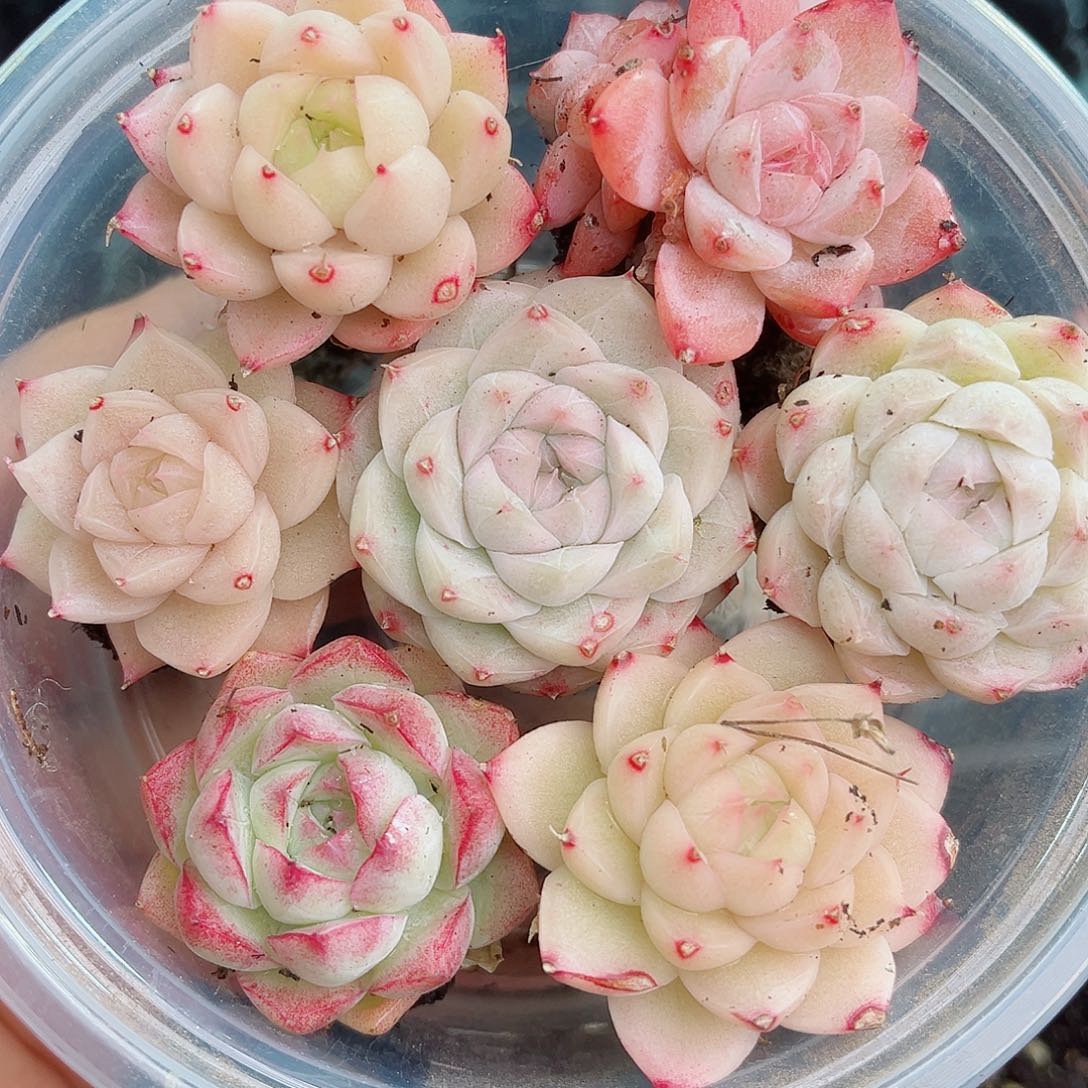 1-265 新疆西藏内蒙不发12.8包邮2-3公分多肉