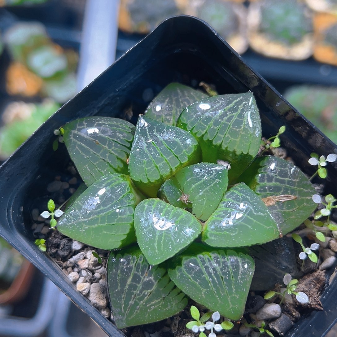 日月潭母本玉露1多肉