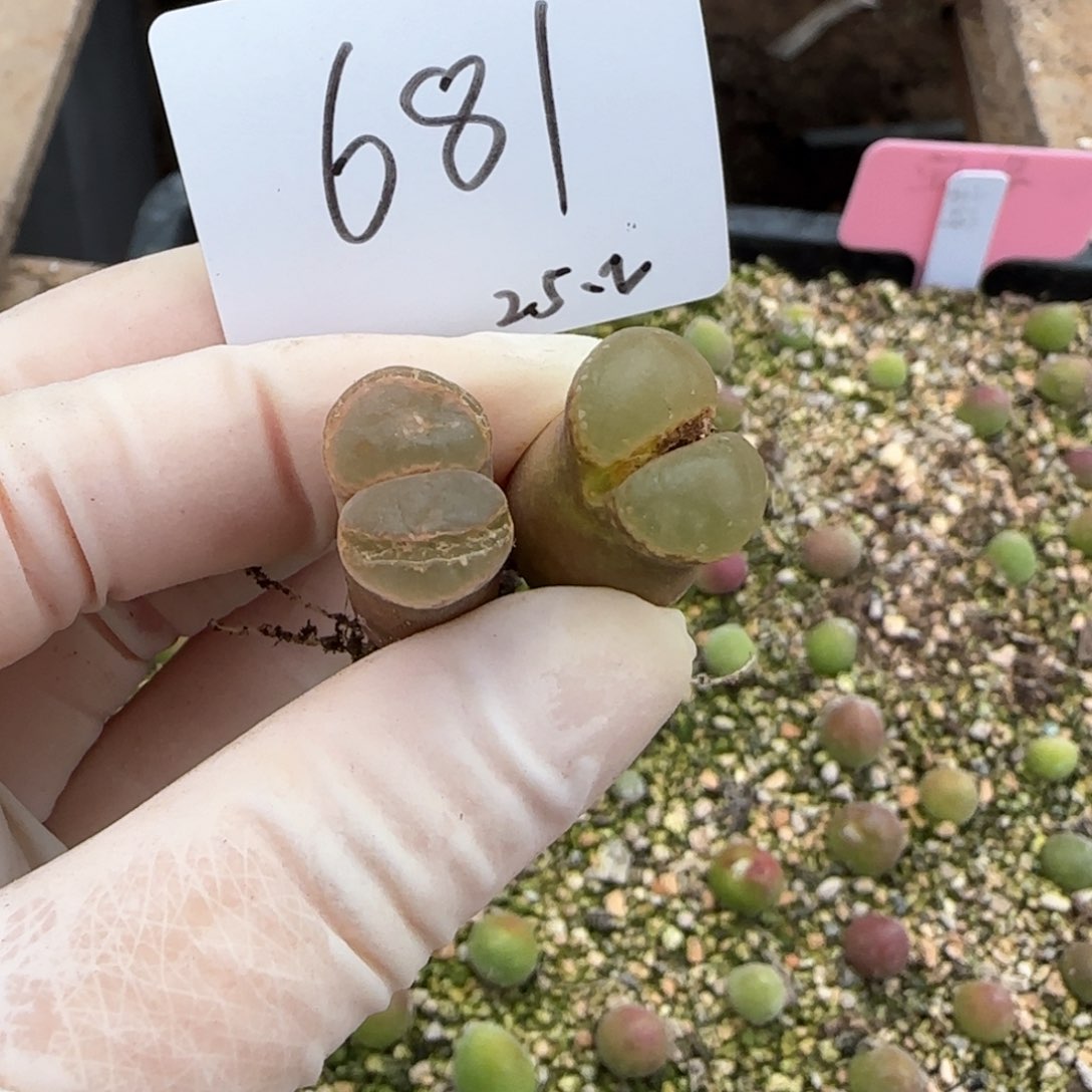 吉*多肉多肉多肉2025-681