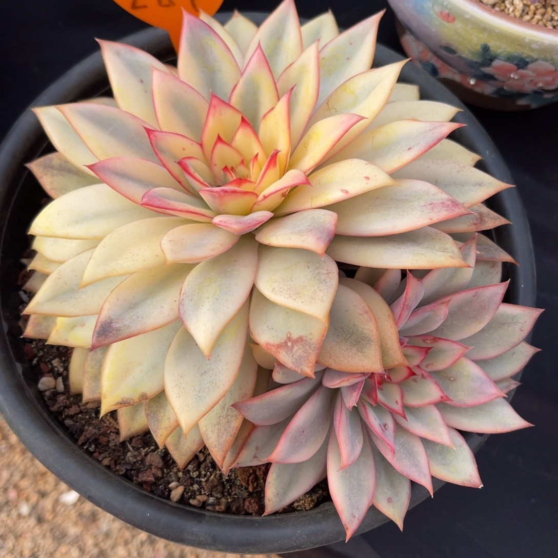 *****287号多肉植物一物一拍