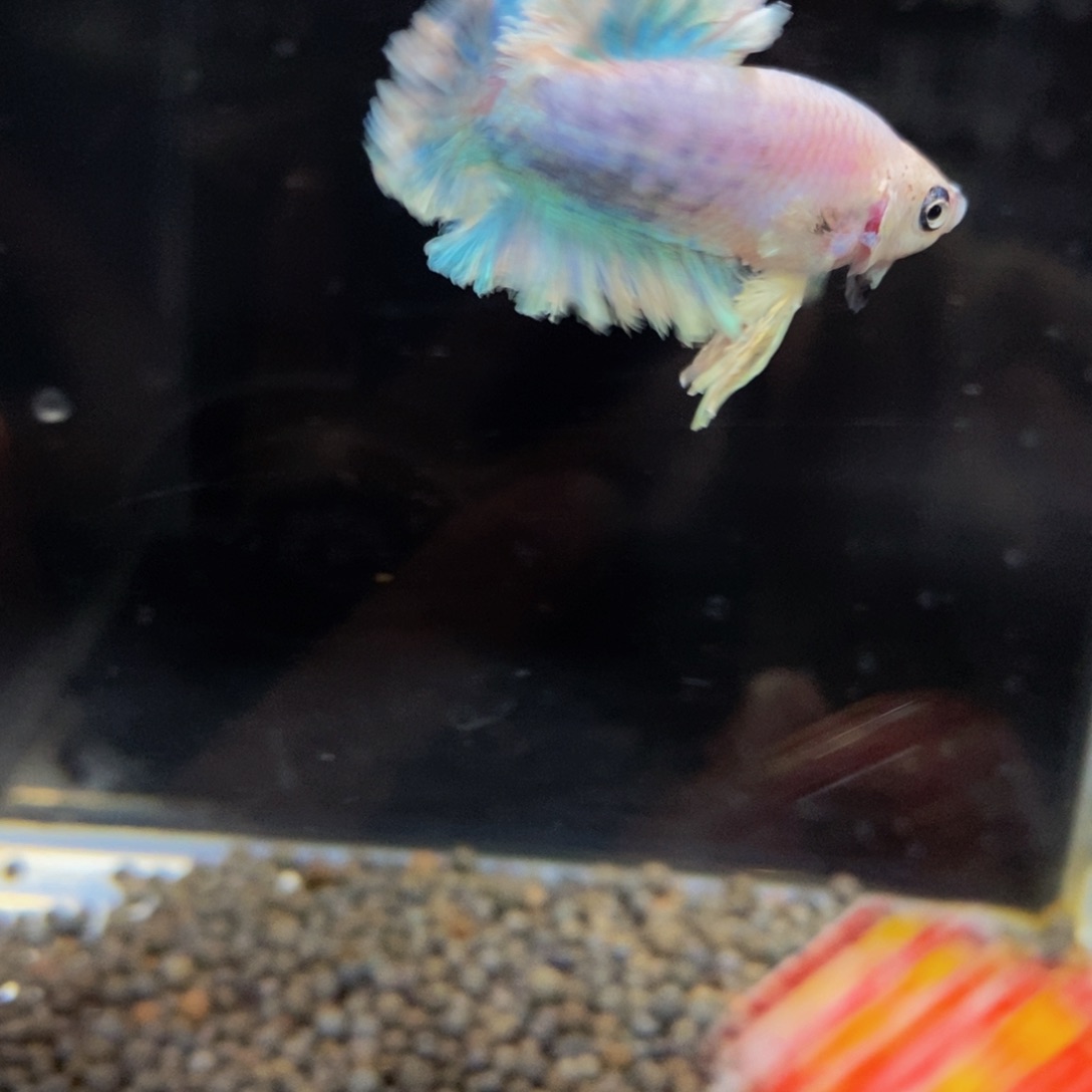 热带鱼公193绣球