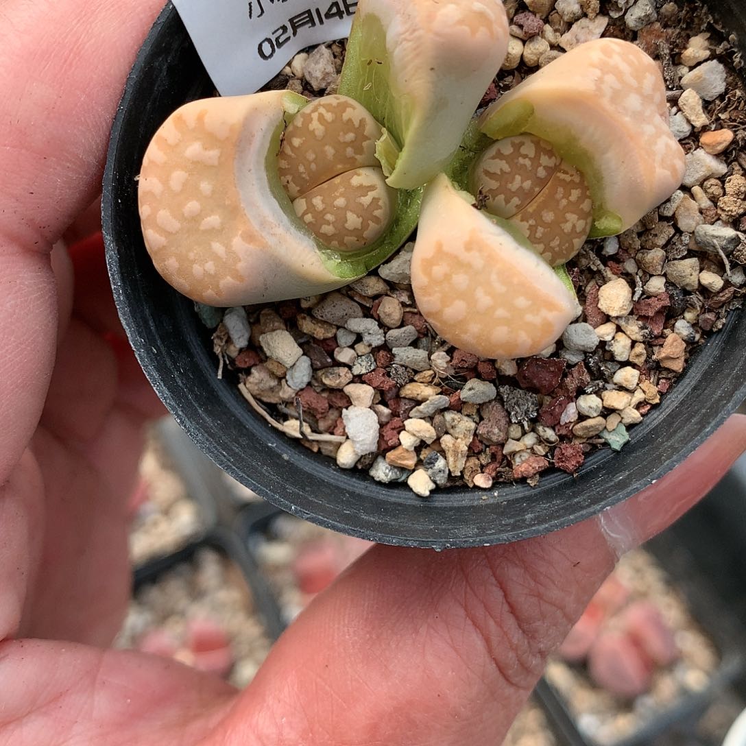 K473多肉植物保护研究所