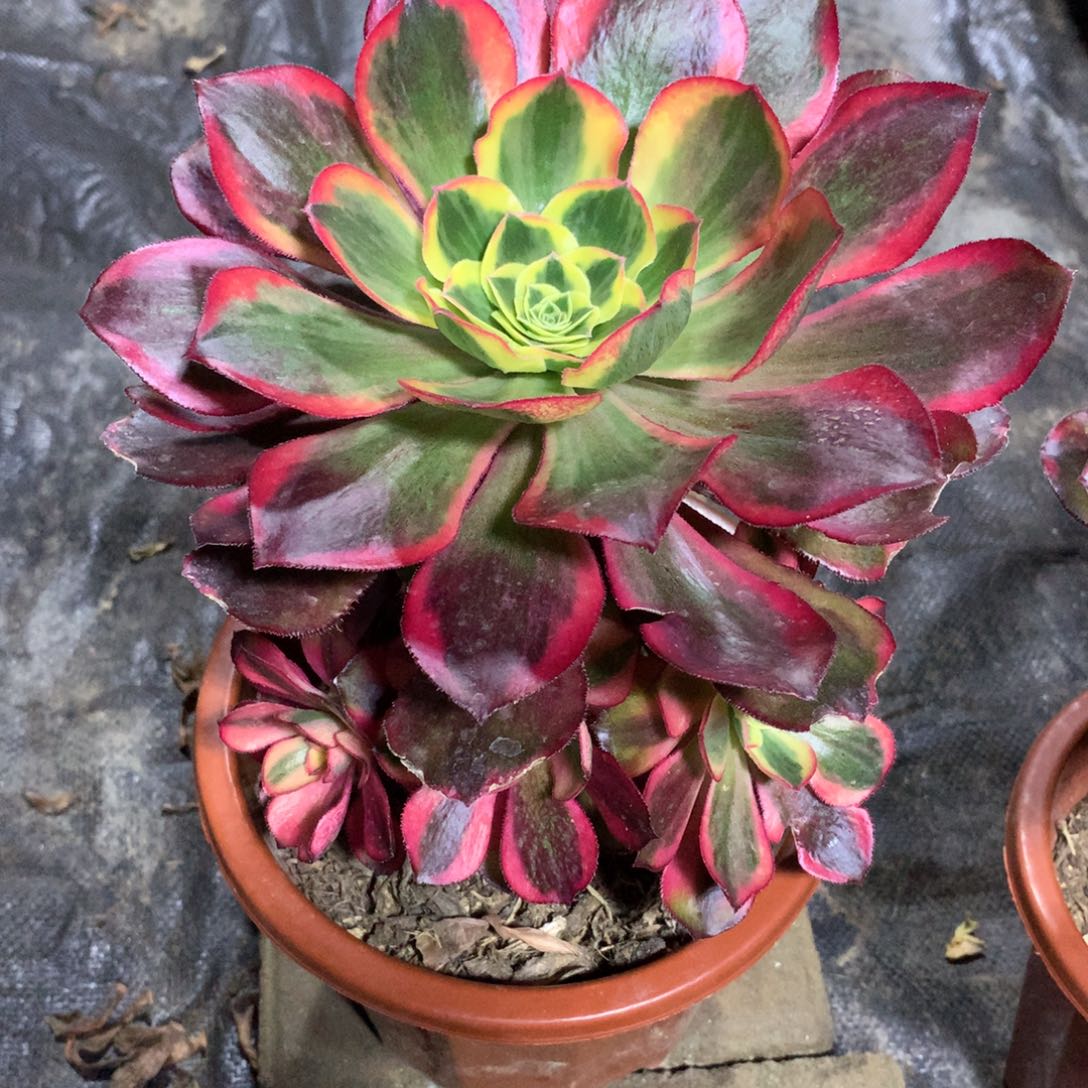 魅影的，多肉植物的