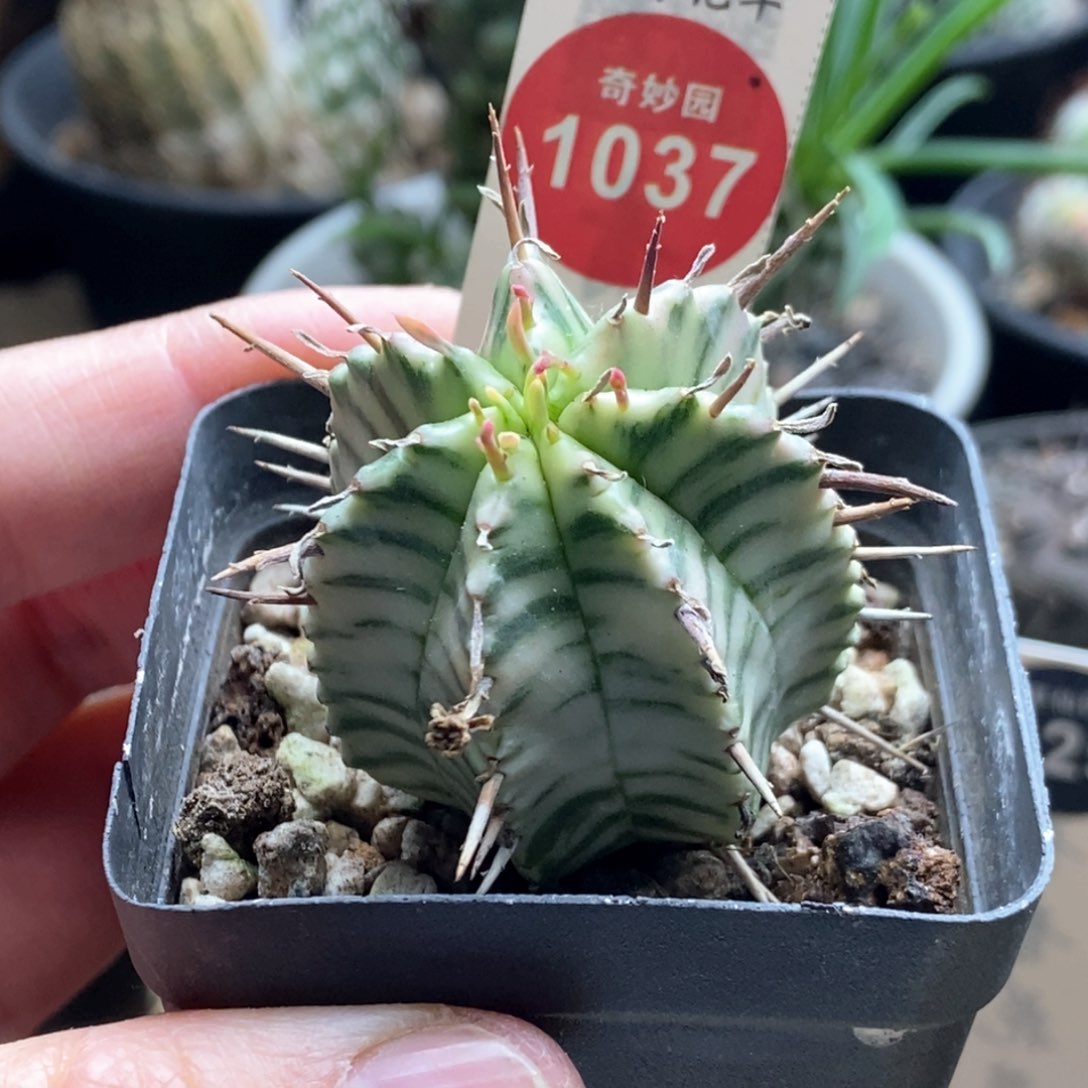 强刺斑马锦3.5cm