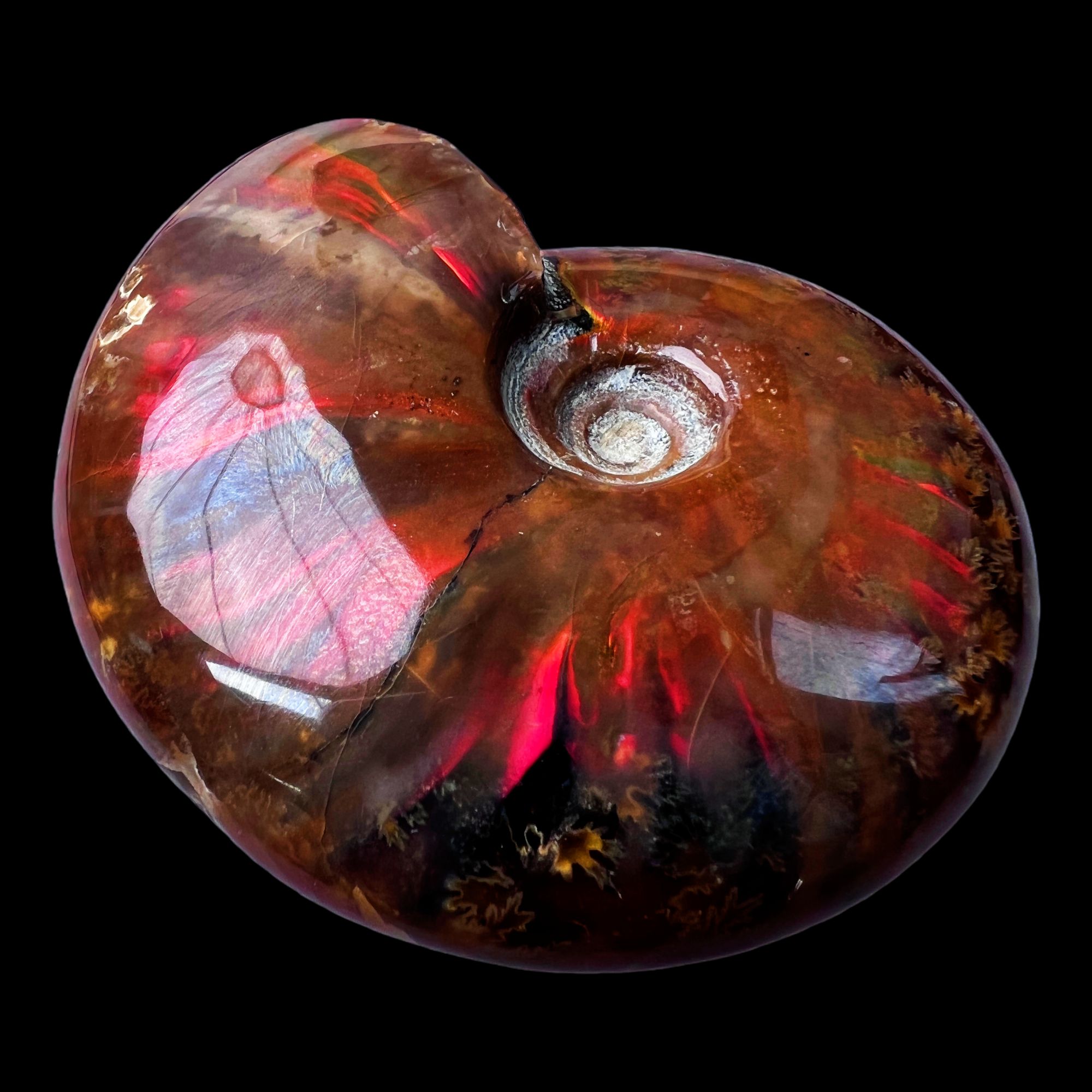 【 叶菊石（火凤凰）】80.4mm 马达加斯加 古贝壳 N-50 创意饰品 A26