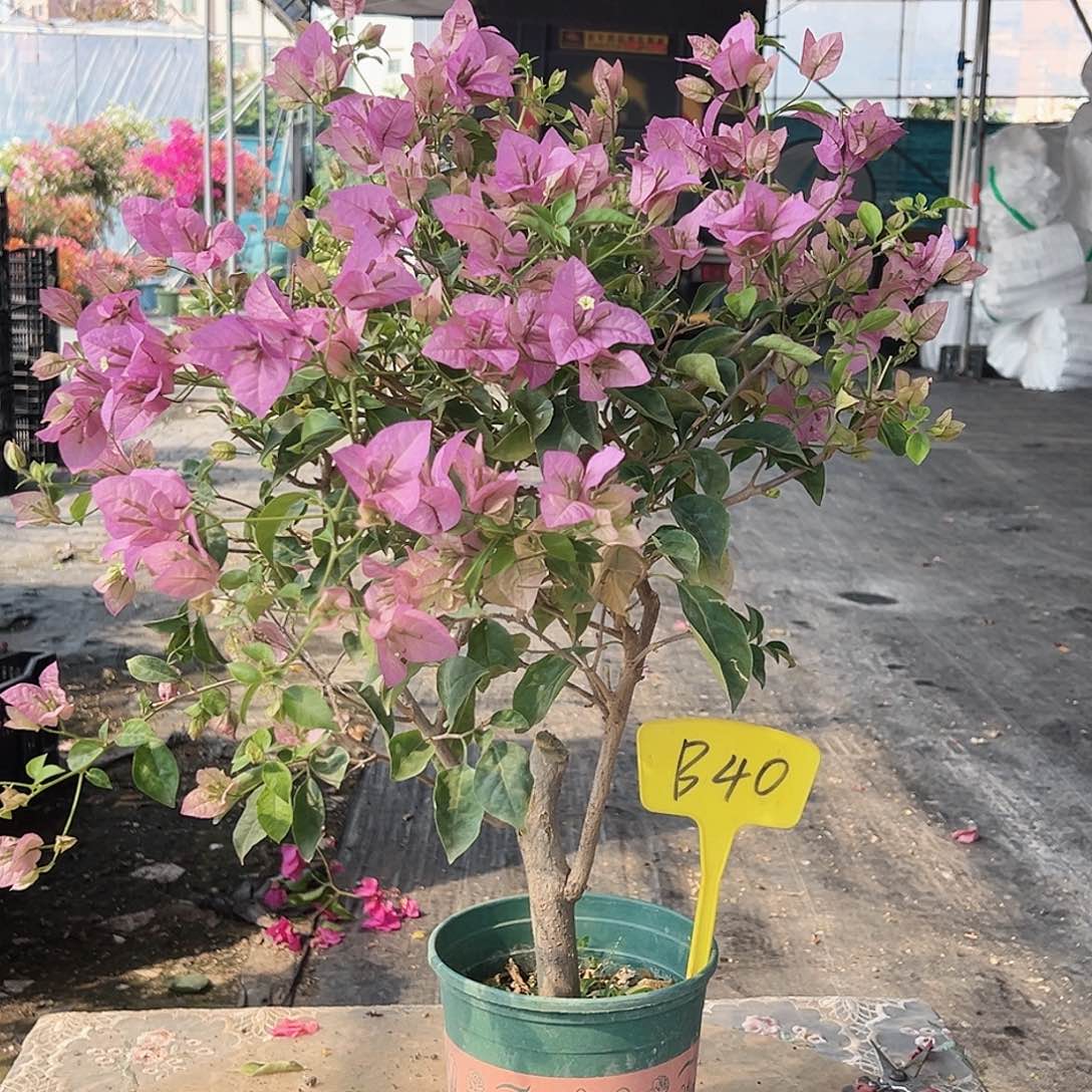 M***8大部分花苞少量开放B40赛佛里