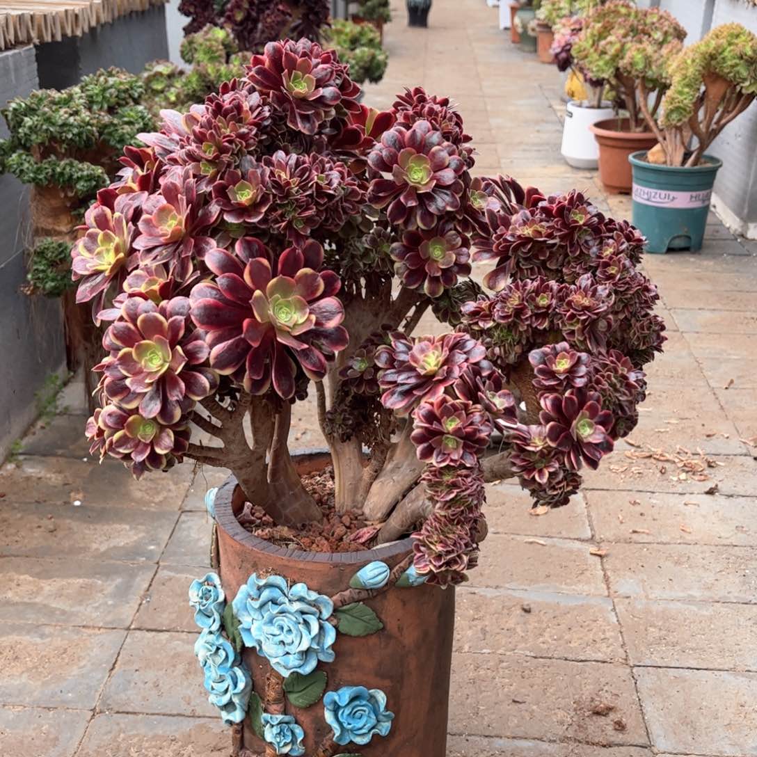 丽*欧嘉莉微瑕福利活动