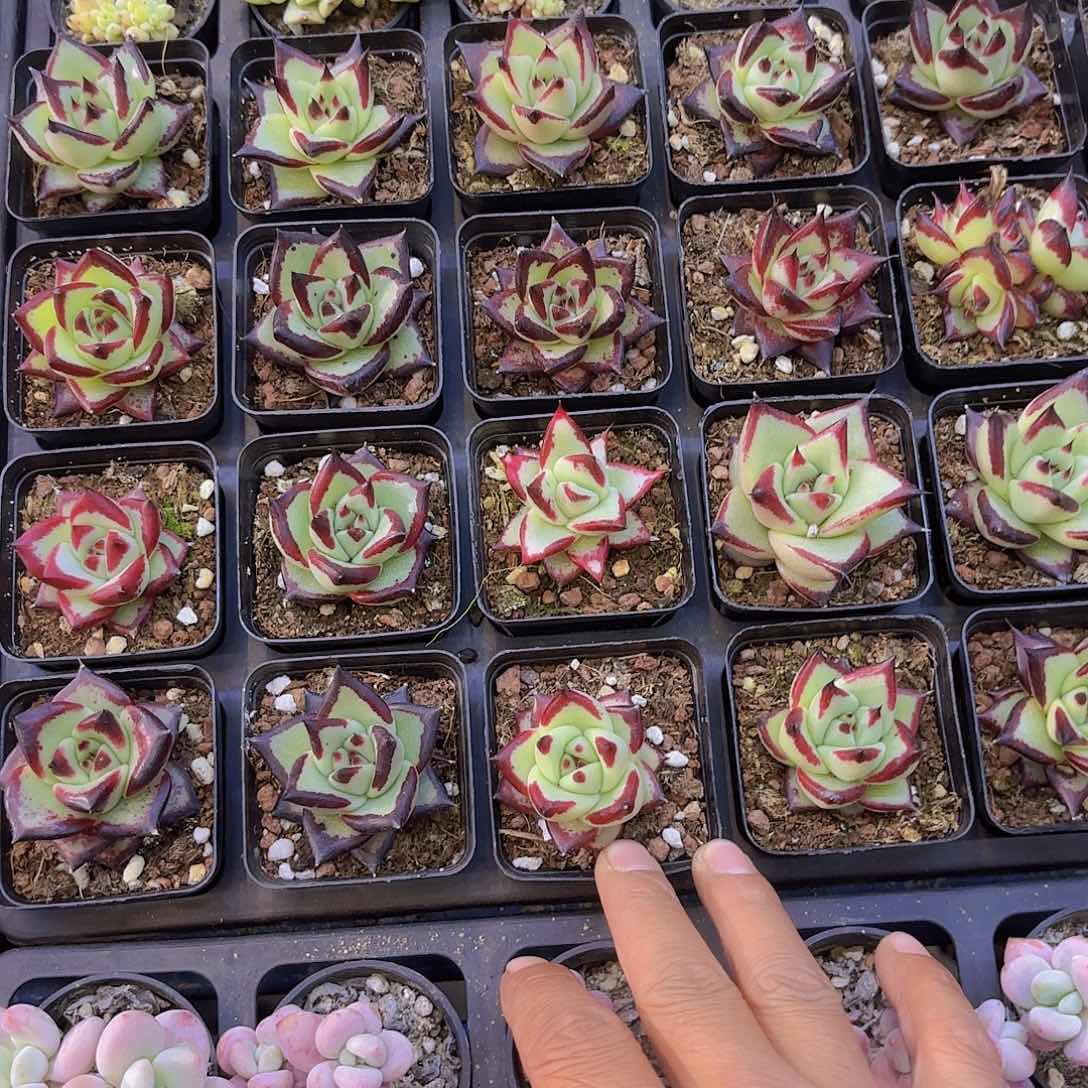 乌木一颗量拍1111