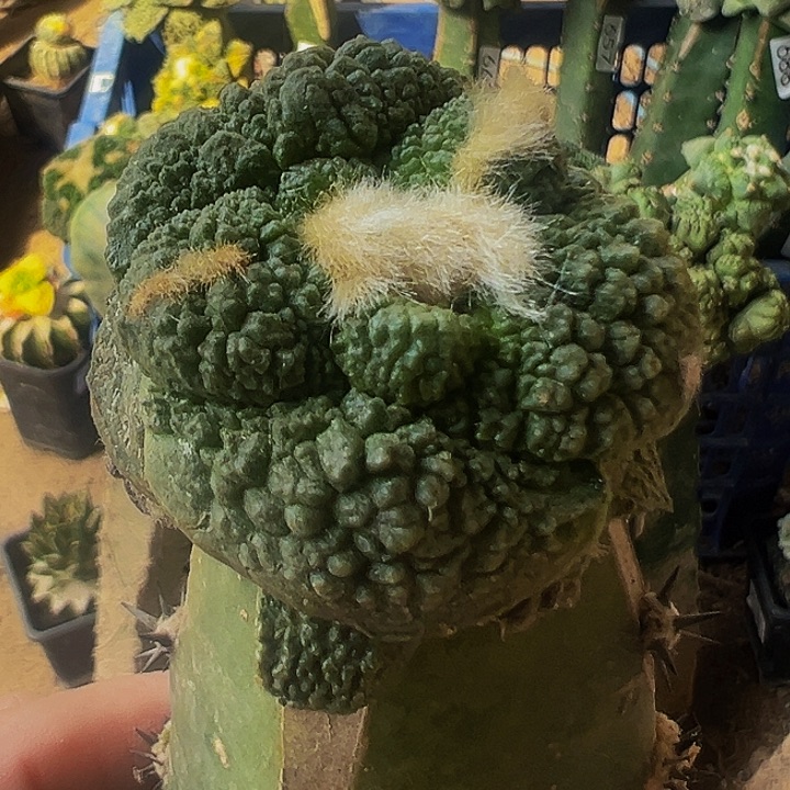 无花朵福利大尤哥斯拉牡丹603