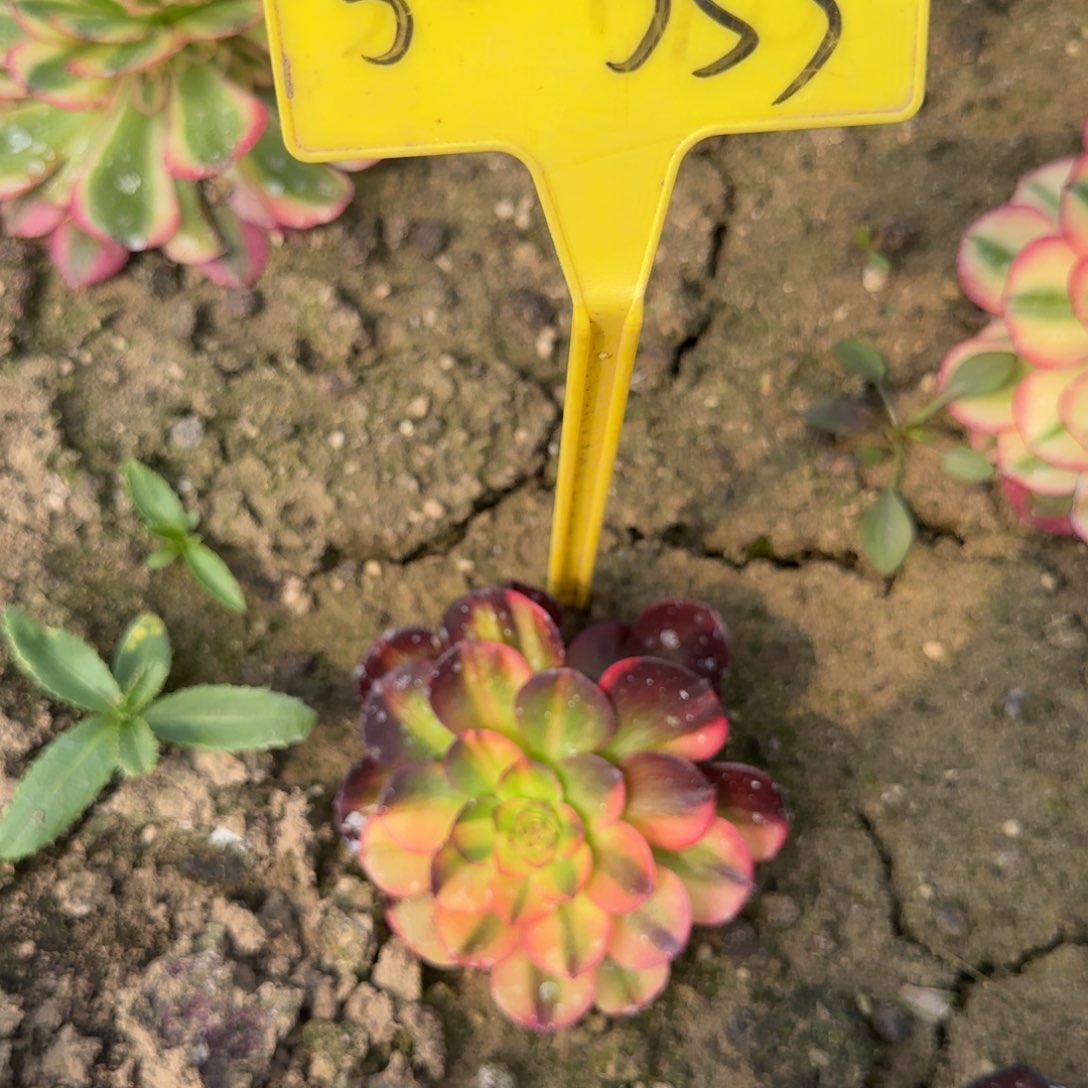 5-353--多头多肉植物