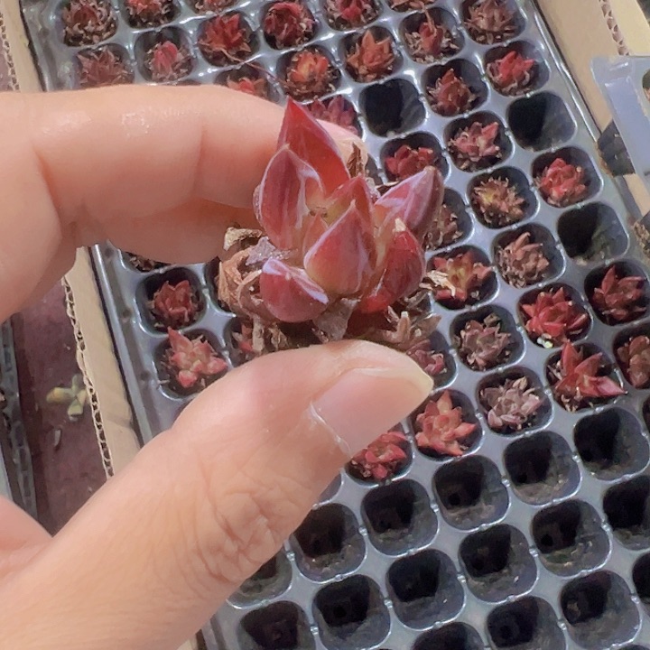 红颜密语精品多肉植物