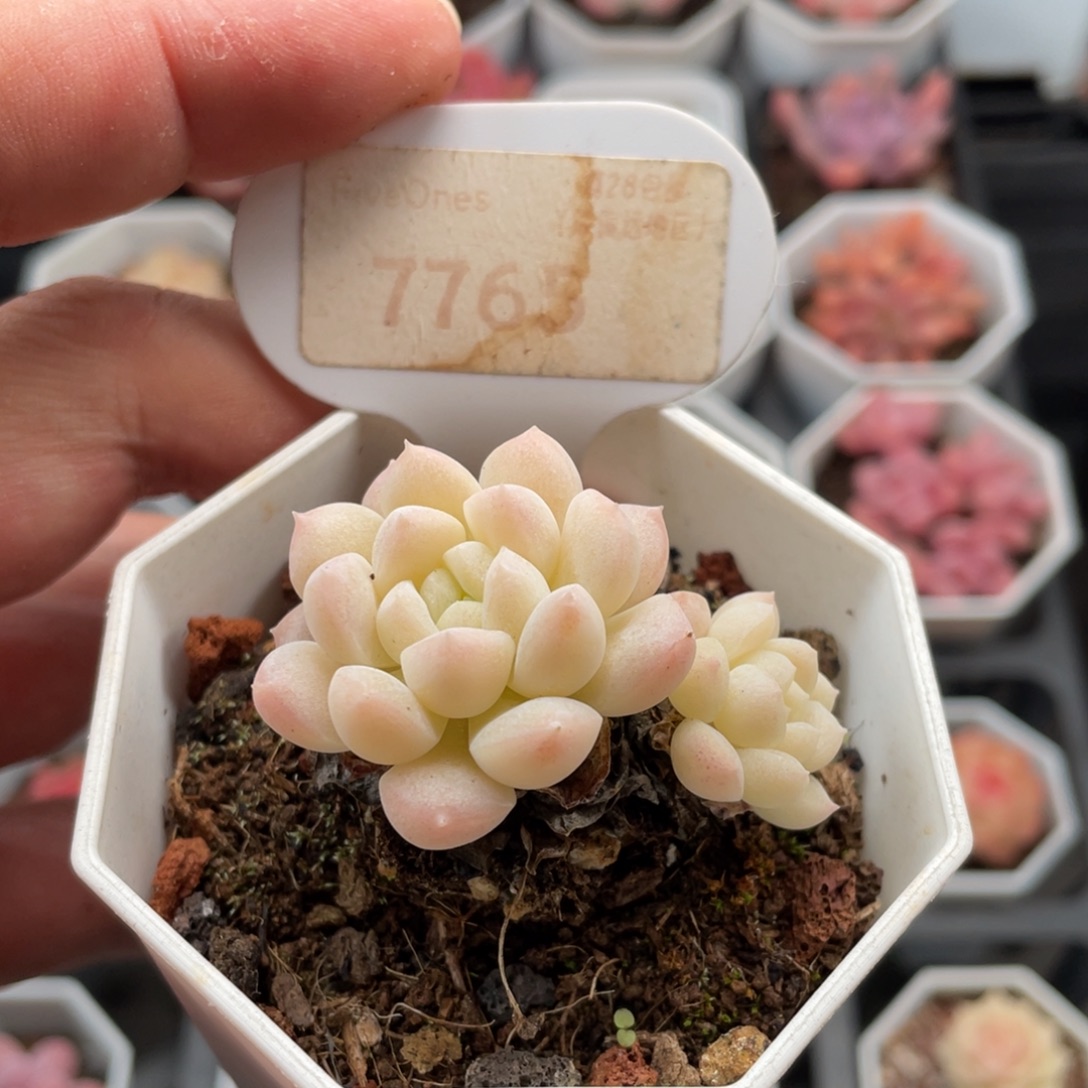 白雪7765-4.5厘米